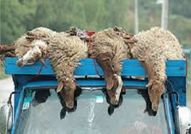صادرات گوسفند در دستور کار قرار دارد